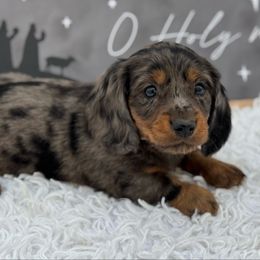 Marvin - Dapple male Dachshund puppy in Colbert, Oklahoma from Brooke Crenshaw