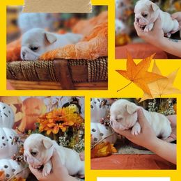 Bulldog and French Bulldog Puppies from Eclipse Bulldogs