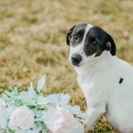 Lucy - Jack Russell Terrier