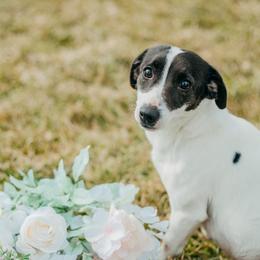 Lucy - Jack Russell Terrier