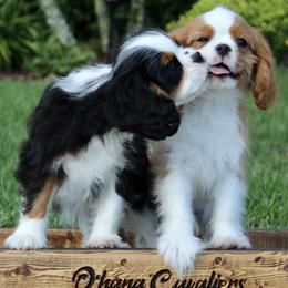 Cavalier King Charles Spaniel Puppies from Ohana Cavaliers