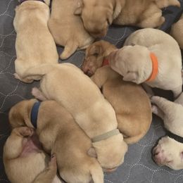 Labrador Retrievers from Ruby Rose Labradors