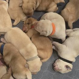 Labrador Retrievers from Ruby Rose Labradors