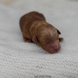 Chip - Red  male Goldendoodle puppy in New Harmony, Indiana from Cottonwood Farms