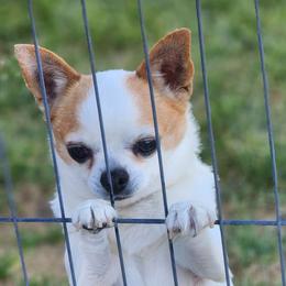 QUINCY - Chihuahua