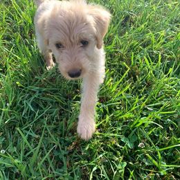 Double Doodle and Goldendoodle Puppies from Badgerland Goldendoodles
