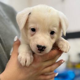 Black - Black and white female Border Collie puppy in Tallmadge, Ohio from Premier Dobermans
