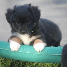 Bear - Black tri male Toy Australian Shepherd puppy in Ionia, Iowa from Sapphire Stables