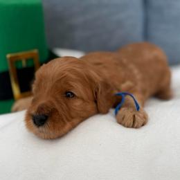 Boy 1 Blue Collar - Red  male Goldendoodle puppy in Toledo, Ohio from Avery Doodle Day LLC