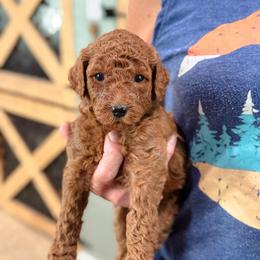 Patsy - Red  female Goldendoodle puppy in Wharton, Texas from Little Fur Friends