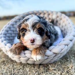 Elway - Blue merle male Bernedoodle puppy in Rose Hill, North Carolina from Red Door Canines