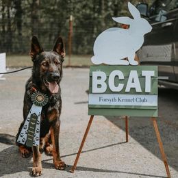 Atlas - German Shepherd