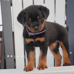 Rottweiler Puppies from Vom Haus Joder Rottweilers
