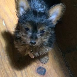 "Ballerina Penny " Yorkshire Terrier Puppies from Coursey’s Yorkies