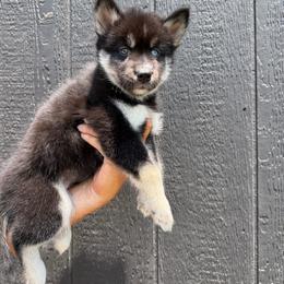 Tomato - Black tan and white female Siberian Husky puppy in Folsom, Louisiana from Geaux Fluffy