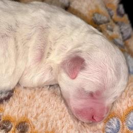 Zoro - White and buff male Bichon Frise puppy in Lavon, Texas from Sissy’s Heavenly Paws