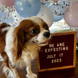Goldie - Cavalier King Charles Spaniel