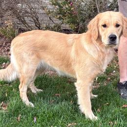 Ginger - Golden female Golden Retriever puppy in Seville, Ohio from Retriever Ranch