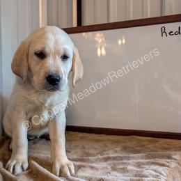 Rosie - Yellow female Labrador Retriever puppy in Atwater, Minnesota from Copper Meadow Retrievers