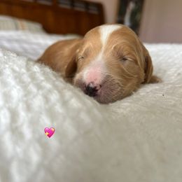Goldendoodle Puppies from Family Goldendoodles