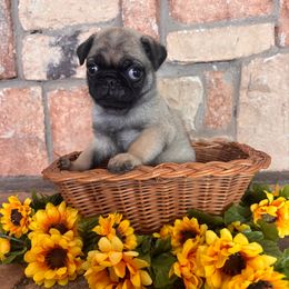 Boy 1 - Fawn male Pug puppy in Tucson, Arizona from Furever Friends