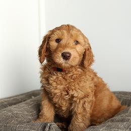 Mochi - Caramel red male Australian Labradoodle puppy in Williamstown, New York from Lewis Manor Labradoodles