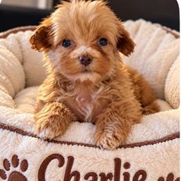 Charlie - Red  male Goldendoodle puppy in Cumberland, Rhode Island from minigoldendoodlesofRI