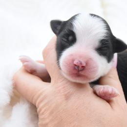 Endgame - Black male Toy Australian Shepherd puppy in Chickasha, Oklahoma from Rustic Lace