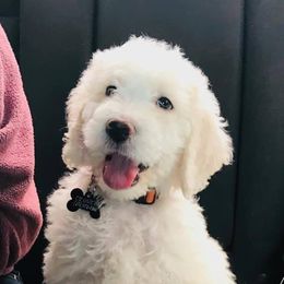 Goldendoodle Puppies from Muddydoodles