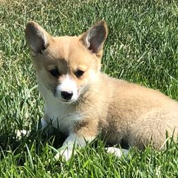 American Corgis, Companion Crosses, Miniature Australian Shepherds, and Pembroke Welsh Corgis from FreckledCowgirlCorgis