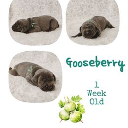 Gooseberry - Blue male Weimaraner puppy in Ferrum, Virginia from LAAT Weims