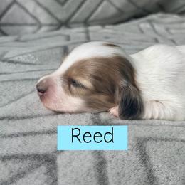 Reed - Cream Dapple Piebald - 4000 - Pet Only - Cream male Dachshund puppy in Pauls Valley, Oklahoma from Simply Happy Dachshunds