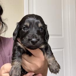 Dachshund Puppies from Gabriela Petit