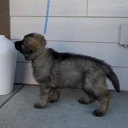 Prince - Dark Blue - Fawn sable male Shiloh Shepherd puppy in Tenafly, New Jersey from Island Shilohs
