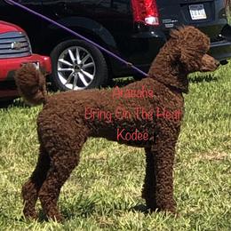 Kodee - Poodle