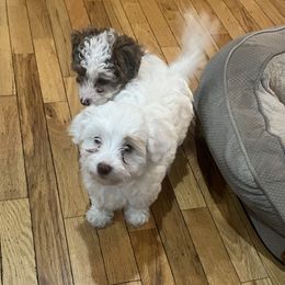 Susie - White female Havapoo puppy in Cadillac, Michigan from Growing by 4 Paws Doodles Cadillac
