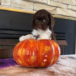 Patron - Brown and white male Cockapoo puppy in Holton, Indiana from MoonShine Babies / OZ