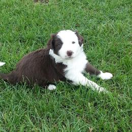 Border Collie Puppies from M and J Farm