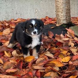Aussiedoodle and Miniature Australian Shepherd Puppies from Maple Ridge Mini Aussies