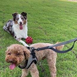 Aussiedoodles and Australian Shepherds from Autumn's Aussies