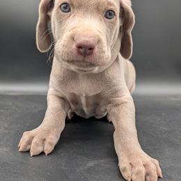 Doc Brown - Silver gray male Weimaraner puppy in Evart, Michigan from Drehbar Weimaraners