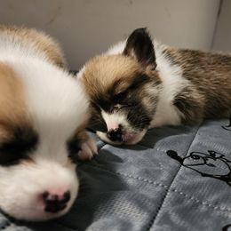 Pembroke Welsh Corgi Puppies from Corgis of Avalon