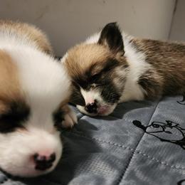 Pembroke Welsh Corgi Puppies from Corgis of Avalon