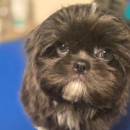 Sushi - Blue and white male Shih Tzu puppy in Henrico, Virginia from Wild Wind Shih Tzu