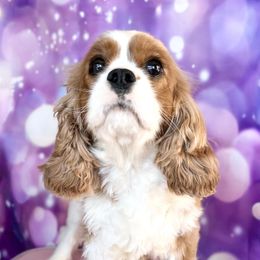 Bailey - Cavalier King Charles Spaniel