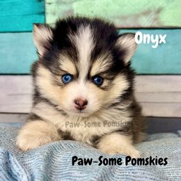 Onyx - Black and white male Pomsky puppy in Krum, Texas from Paw-Some Pomskies