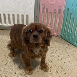 Master - Cavalier King Charles Spaniel