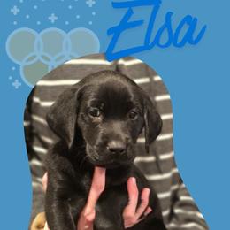 Elsa - Purple Collar - Black female Labrador Retriever puppy in Sumerduck, Virginia from Cedar Mountain Retrievers