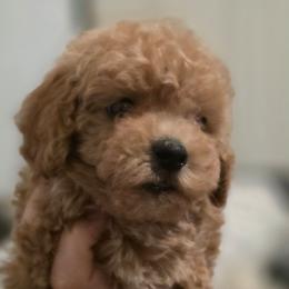 Maserati - Apricot male Maltipoo puppy in San Diego, California from Maltipoos SD