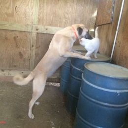 Anna - Anatolian Shepherd Dog